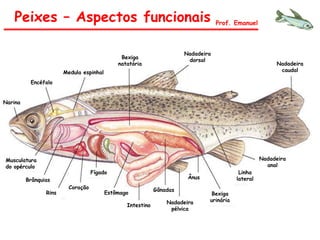 Peixes – Aspectos funcionais Prof. Emanuel
Medula espinhal
Encéfalo
Narina
Musculatura
do opérculo
Brânquias
Rins
Coração
Fígado
Estômago
Intestino
Gônadas
Nadadeira
pélvica
Ânus
Bexiga
urinária
Linha
lateral
Nadadeira
anal
Nadadeira
dorsal
Nadadeira
caudal
Bexiga
natatória
 