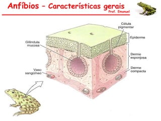 Anfíbios – Características gerais
Prof. Emanuel
 