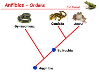 Amphibia
Batrachia
Gymnophiona
Caudata
Anfíbios – Ordens Prof. Emanuel
Anura
 