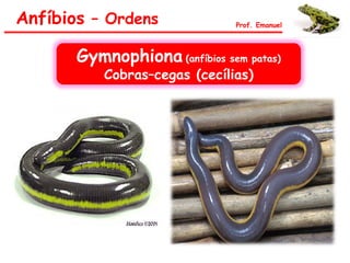 Anfíbios – Ordens Prof. Emanuel
Gymnophiona (anfíbios sem patas)
Cobras–cegas (cecílias)
 