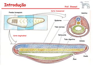 Introdução Prof. Emanuel
Fendas branquiais
Epiderme
Tubo nervoso
Notocorda
Tubo digestivo
Celoma
Cauda
Ânus
Somitos
Corte longitudinal
Corte transversal
 