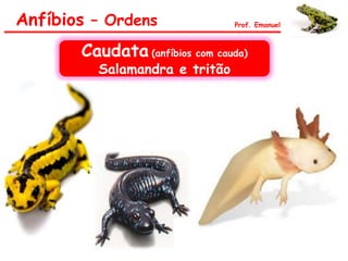 Anfíbios – Ordens Prof. Emanuel
Caudata (anfíbios com cauda)
Salamandra e tritão
 
