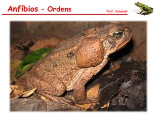 Anfíbios – Ordens Prof. Emanuel
 