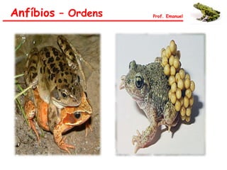 Anfíbios – Ordens Prof. Emanuel
 