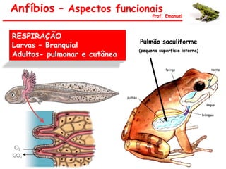 Anfíbios – Aspectos funcionais
Prof. Emanuel
RESPIRAÇÃO
Larvas – Branquial
Adultos- pulmonar e cutânea
Pulmão saculiforme
(pequena superfície interna)
 