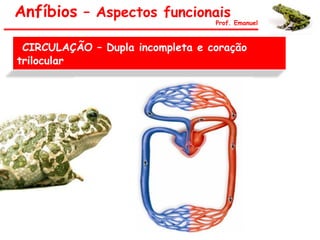 Anfíbios – Aspectos funcionais
Prof. Emanuel
CIRCULAÇÃO – Dupla incompleta e coração
trilocular
 