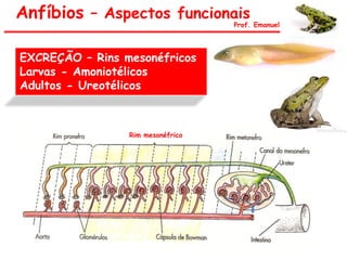 Anfíbios – Aspectos funcionais
Prof. Emanuel
EXCREÇÃO – Rins mesonéfricos
Larvas - Amoniotélicos
Adultos - Ureotélicos
Rim mesonéfrico
 