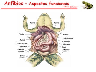 Anfíbios – Aspectos funcionais
Prof. Emanuel
Bexiga
urinária
Intestino
delgado
Intestino
grosso
Fígado
Pulmão
Tecido adiposo
Duodeno
Fígado Fígado
Baço
Pâncreas
Estômago
Vesícula biliar
Pulmão
 