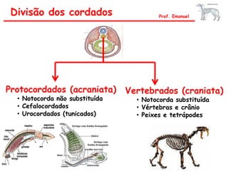 Divisão dos cordados Prof. Emanuel
Protocordados (acraniata)
• Notocorda não substituída
• Cefalocordados
• Urocordados (tunicados)
Vertebrados (craniata)
• Notocorda substituída
• Vértebras e crânio
• Peixes e tetrápodes
 