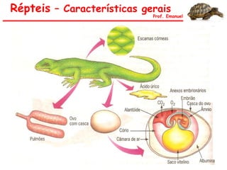 Répteis – Características gerais
Prof. Emanuel
 