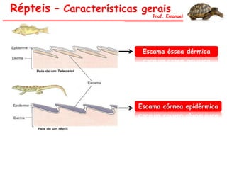 Répteis – Características gerais
Prof. Emanuel
Escama óssea dérmica
Escama córnea epidérmica
 