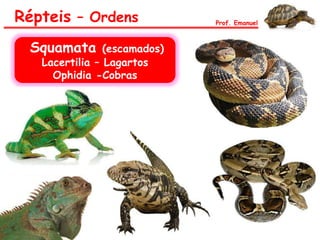 Répteis – Ordens Prof. Emanuel
Squamata (escamados)
Lacertilia – Lagartos
Ophidia -Cobras
 