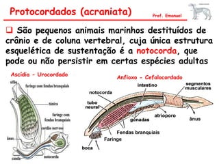 Protocordados (acraniata) Prof. Emanuel
 São pequenos animais marinhos destituídos de
crânio e de coluna vertebral, cuja única estrutura
esquelética de sustentação é a notocorda, que
pode ou não persistir em certas espécies adultas
Ascídia - Urocordado
Anfioxo - Cefalocordado
atrioporo
ânus
Fendas branquiais
Faringe
 