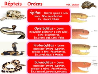 Répteis – Ordens Prof. Emanuel
Áglifas – Dentes iguais e sem
sulco. Não peçonhentas.
Ex. Sucuri,Jibóia
Opistóglifas – Dente
inoculador posterior e sem sulco.
Semi-peçonhentas.
Ex.Cobra cipó,Coral falsa
Proteróglifas – Dente
inoculador antero-superior,
sulcado e fixo. Peçonhentas.
Ex.Coral,Naja e Mamba
Solenóglifas – Dente
inoculador antero-superior,
sulcado e móvel. Peçonhentas.
Ex.Cascavel,jararaca,surucucu
 