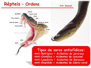 Répteis – Ordens
Narinas
Fosseta loreal
Pupila
Olho
Glândula de veneno
Escama
Língua bífida
Mandíbula
Tubo condutor
Canal de veneno
Presa protátil
Glote
Dente
Prof. Emanuel
Tipos de soros antiofídicos:
•Anti-Botrópico = Acidentes de jararaca
•Anti-Crotálico = Acidentes de cascavel
•Anti-Laquésico = Acidentes de Surucucu
•Anti-Elapídido = Acidentes de Cobra-coral
 