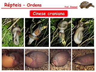 Répteis – Ordens Prof. Emanuel
Cinese craniana
 