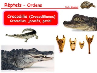 Répteis – Ordens Prof. Emanuel
Crocodilia (Crocodilianos)
Crocodilos, jacarés, gavial
 
