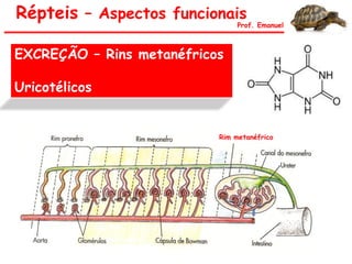 EXCREÇÃO – Rins metanéfricos
Uricotélicos
Répteis – Aspectos funcionais
Prof. Emanuel
Rim metanéfrico
 