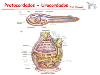 Protocordados - Urocordados Prof. Emanuel
 