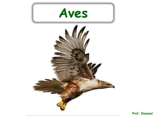 Prof. Emanuel
Aves
 