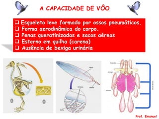  Esqueleto leve formado por ossos pneumáticos.
 Forma aerodinâmica do corpo.
 Penas queratinizadas e sacos aéreos
 Esterno em quilha (carena)
 Ausência de bexiga urinária
A CAPACIDADE DE VÔO
Prof. Emanuel
 
