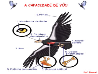 A CAPACIDADE DE VÔO
Prof. Emanuel
 