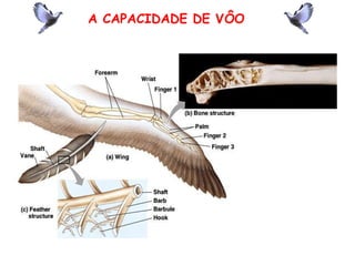 A CAPACIDADE DE VÔO
 