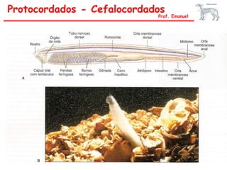 Protocordados - Cefalocordados
Prof. Emanuel
 