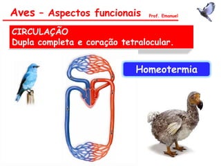 Aves – Aspectos funcionais Prof. Emanuel
CIRCULAÇÃO
Dupla completa e coração tetralocular.
Homeotermia
 