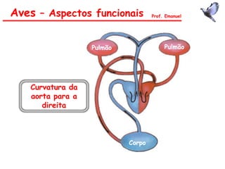 Aves – Aspectos funcionais Prof. Emanuel
Pulmão Pulmão
Curvatura da
aorta para a
direita
Corpo
 