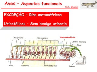 EXCREÇÃO – Rins metanéfricos
Uricotélicos – Sem bexiga urinaria
Aves – Aspectos funcionais
Prof. Emanuel
Rim metanéfrico
 