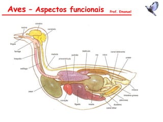Aves – Aspectos funcionais Prof. Emanuel
 