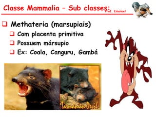  Methateria (marsupiais)
 Com placenta primitiva
 Possuem mársupio
 Ex: Coala, Canguru, Gambá
Classe Mammalia – Sub classes:Prof. Emanuel
 