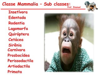 Insetívora
Classe Mammalia – Sub classes:
Prof. Emanuel
Edentada
Rodentia
Lagomorfa
Quiróptera
Cetácea
Sirênia
Carnívora
Prosbocídea
Perissodactila
Artiodactila
Primata
 