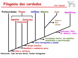 Filogenia dos cordados Prof. Emanuel
Notocorda, Tubo nervoso dorsal, fendas faringeanas
Protocordados
Crânio e vértebras
Agnatos
Condríctes
Osteíctes
Peixes
Mandíbula e nadadeiras pares
Bexiga natatória
Anfíbios
Patas (tetrápodes) e pulmão
Répteis
Fecundação interna, ovo amniótico
Alveolização e queratinização
Aves
Penas e
Bico
córneo
Mamíferos
Diafragma, Pêlos,
Gl. Mamária, útero
 