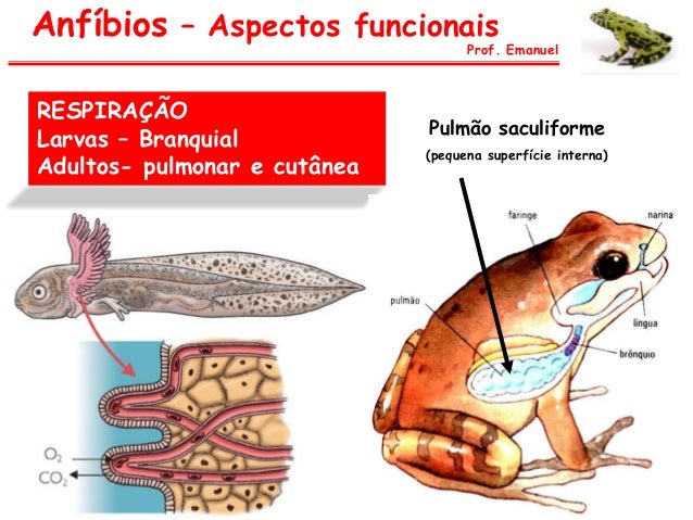 cordados