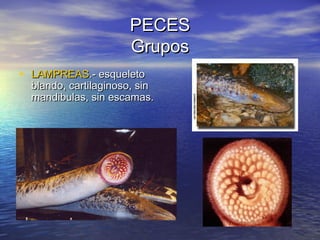PECES
Grupos
• LAMPREAS.- esqueleto

blando, cartilaginoso, sin
mandibulas, sin escamas.

 