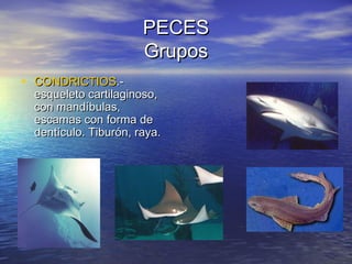 PECES
Grupos
• CONDRICTIOS.-

esqueleto cartilaginoso,
con mandíbulas,
escamas con forma de
dentículo. Tiburón, raya.

 