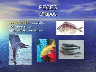 PECES
Grupos
• OSTEÍCTIOS.- esqueleto
con huesos, con
mandibulas y escamas

 