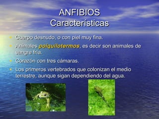 ANFIBIOS
Características
• Cuerpo desnudo, o con piel muy fina.
• Animales poiquilotermos , es decir son animales de
sangre fría.

• Corazón con tres cámaras.
• Los primeros vertebrados que colonizan el medio
terrestre, aunque sigan dependiendo del agua.

 