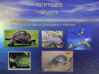 REPTILES
Grupos
• QUELONIOS.- son animales con concha. Tortugas
terrestres o acuáticas (Galápagos y marinas)

 