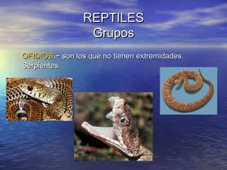 REPTILES
Grupos
• OFIDIOS.- son los que no tienen extremidades.
Serpientes.

 