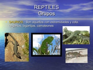 REPTILES
Grupos
• SAURIOS.- Son aquellos con extremidades y cola.
Lagartos, lagartijas, camaleones

 