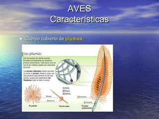 AVES
Características
• Cuerpo cubierto de plumas .

 