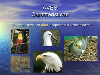 AVES
Características
• Sin dientes pero con pico adaptado a su alimentación)

 