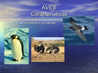 AVES
Características
• Terrestres o acuáticas

 