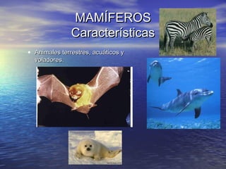 MAMÍFEROS
Características
• Animales terrestres, acuáticos y
voladores.

 
