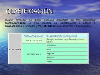CLASIFICACIÓN
Incluye alrededor de 43000 especies agrupadas en tres subgrupos:
Cefalocordados (el más conocido es Branchiostoma o anfioxo ),
Urocordados o tunicados y Vertebrados(estos últimos los más conocidos).

 