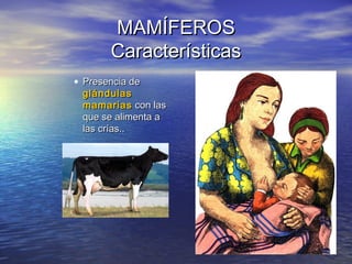 MAMÍFEROS
Características
• Presencia de
glándulas
mamarias con las
que se alimenta a
las crías..

 