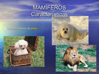 MAMÍFEROS
Características
• Cuerpo cubierto de pelo

 